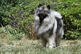 SPITZ LOUP 026